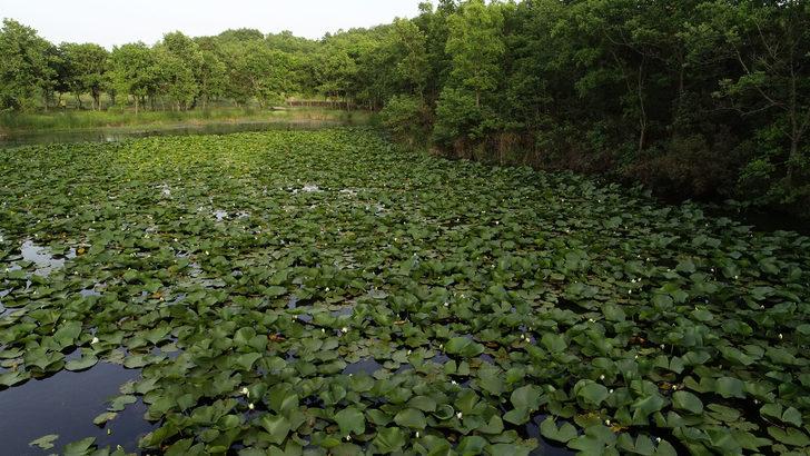 Nilüfer Gölü'nde açan beyaz renkli çiçekleri koparmanın cezası 73 bin TL G3