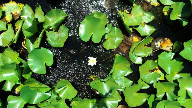 Nilüfer Gölü'nde açan beyaz renkli çiçekleri koparmanın cezası 73 bin TL G4
