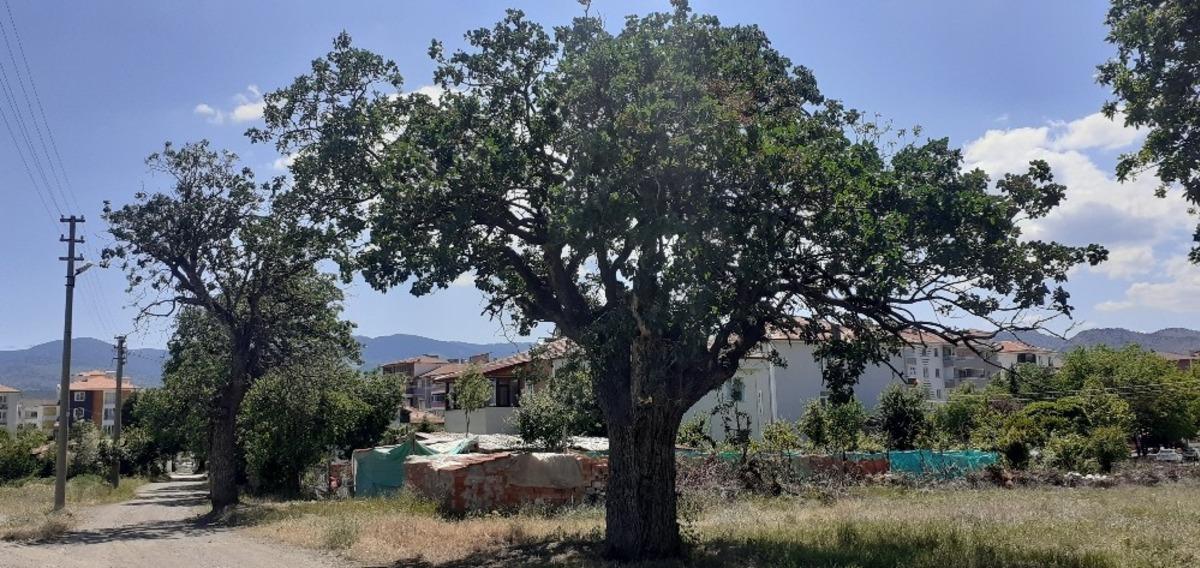 Tarihe tanıklık eden menengi&ccedil;lere &rsquo;anıt ağa&ccedil;&rsquo; levhaları asıldı