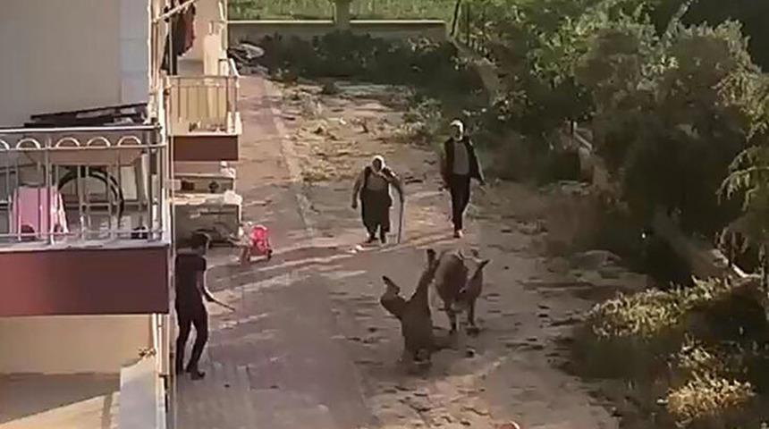 Burdur'da sahibinin elinden ka&ccedil;an boğa ortalığı birbirine kattı