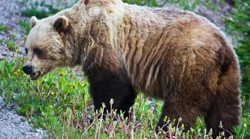 Ormanda ayı saldırısına maruz kalmamak i&ccedil;in yapılması gerekenler