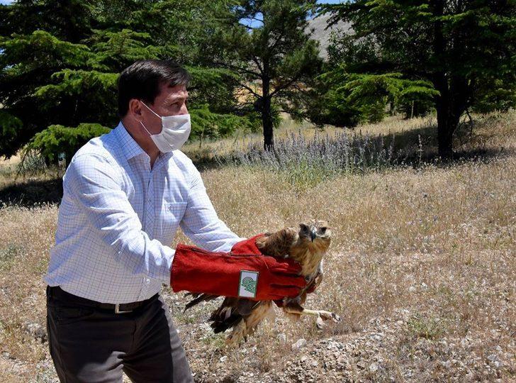 Tedavisi tamamlanan şahinler doğaya bırakıldı G1