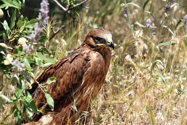 Tedavisi tamamlanan şahinler doğaya bırakıldı G2