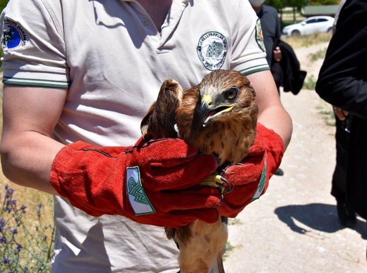 Tedavisi tamamlanan şahinler doğaya bırakıldı G3