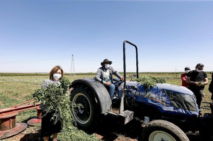 Şahin Nizip ve Karkamış’ta hasat yapan çiftçiyle buluştu G1