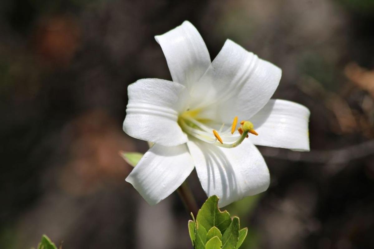 Aydın dağlarında akzambaklar &ccedil;i&ccedil;ek a&ccedil;tı