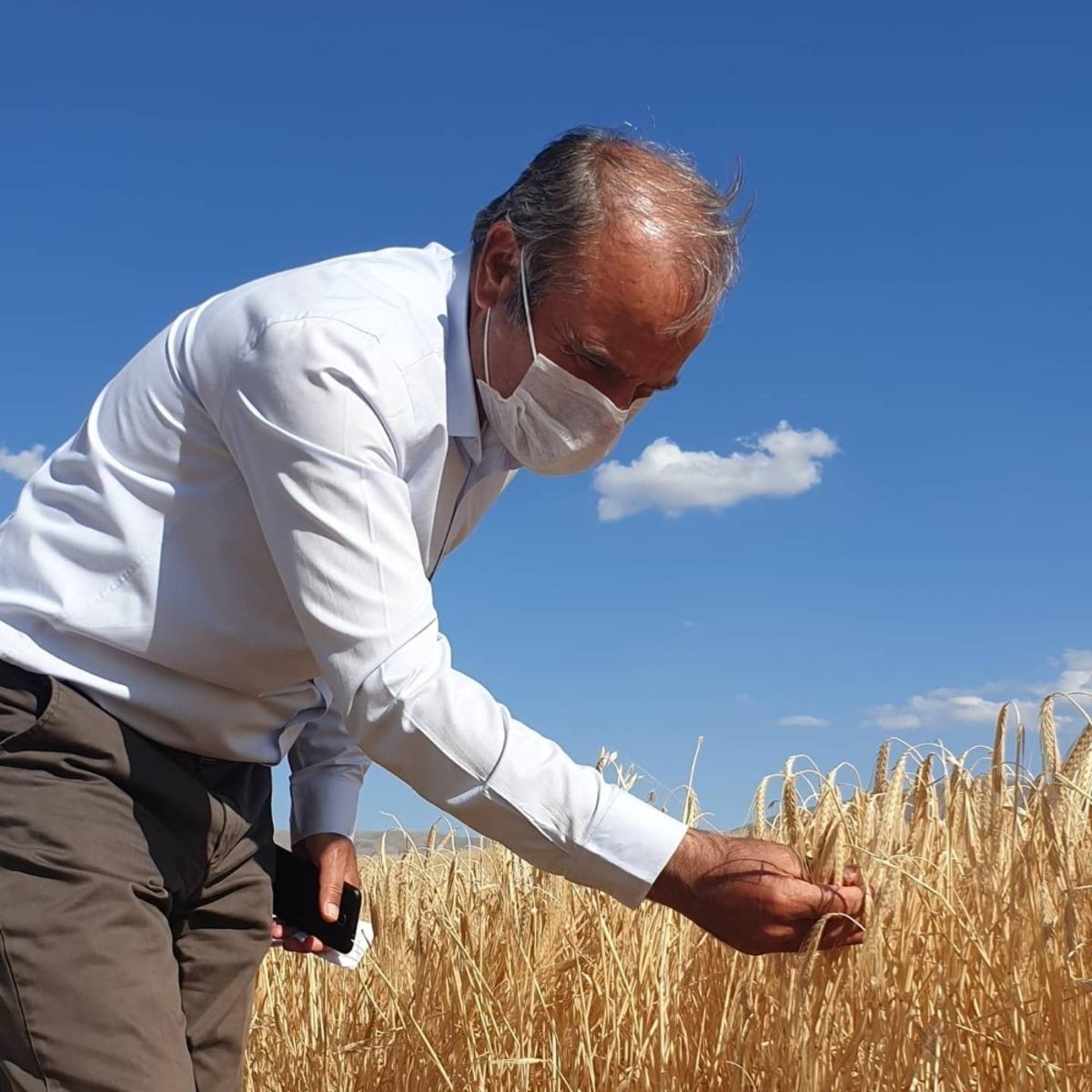 Arguvan&rsquo;da hasat zamanı