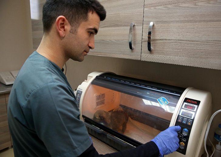 Buca Belediyesi bir yılda 8 bin hayvana kucak açtı G2