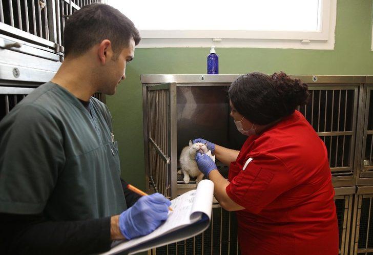 Buca Belediyesi bir yılda 8 bin hayvana kucak açtı G3