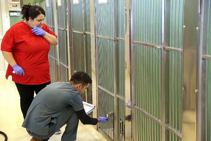 Buca Belediyesi bir yılda 8 bin hayvana kucak açtı G4