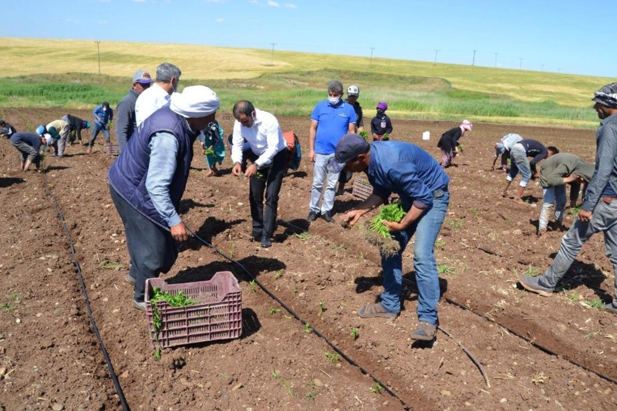 Sur Tarım ve Orman M&uuml;d&uuml;r&uuml; Akbaş, tarım iş&ccedil;ilerini ziyaret etti