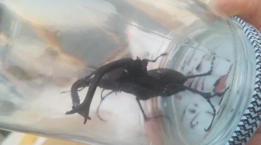 Nadir g&ouml;r&uuml;l&uuml;yor! Osmaniye'de ortaya &ccedil;ıktı