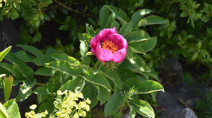 Koruma altına alındı! Cezası 61 bin TL