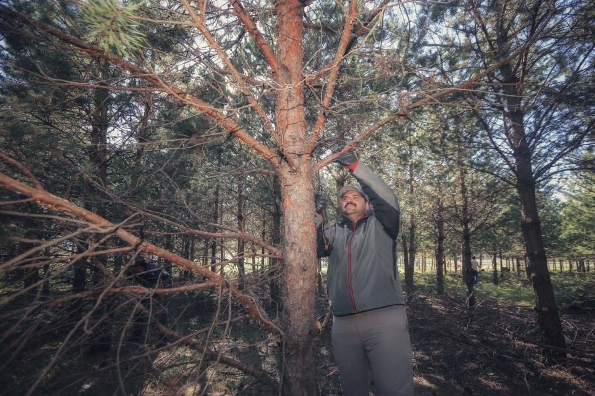 &Ccedil;evreci Başkan ağa&ccedil; budadı