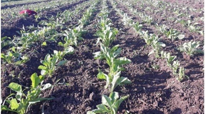 Iğdır&rsquo;da şeker pancarı yetiştiriciliği