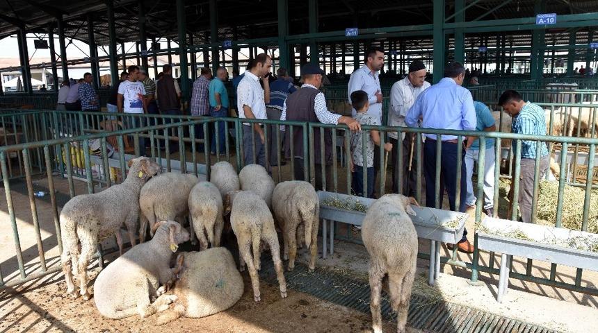 Salihli hayvan pazarı a&ccedil;ılıyor, el ele tutuşarak pazarlık yasak