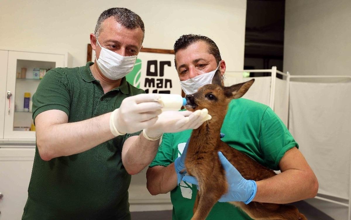 Başkan B&uuml;y&uuml;kakın, yavru karacayı elleriyle besledi