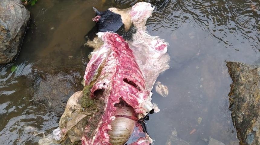 A&ccedil; kurtlar danayı yedi