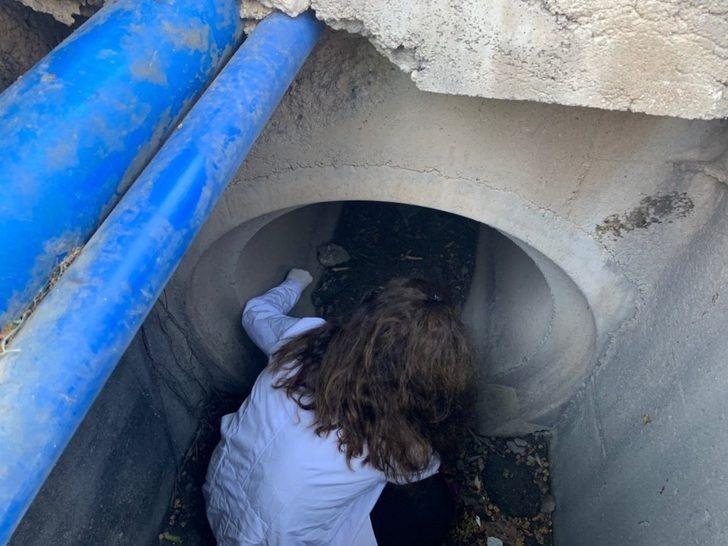 Kanalizasyondan kurtarılan sevimli yavru kedi sahibini bekliyor G2