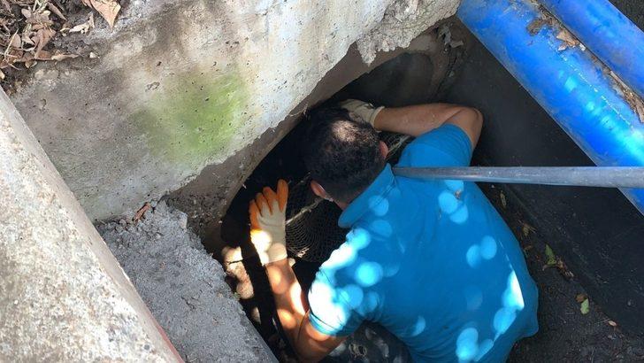 Kanalizasyondan kurtarılan sevimli yavru kedi sahibini bekliyor G3