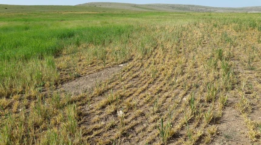 &Ccedil;ift&ccedil;ilere &ccedil;ekirge m&uuml;cadelesi ve sarı c&uuml;celik vir&uuml;s&uuml; uyarısı