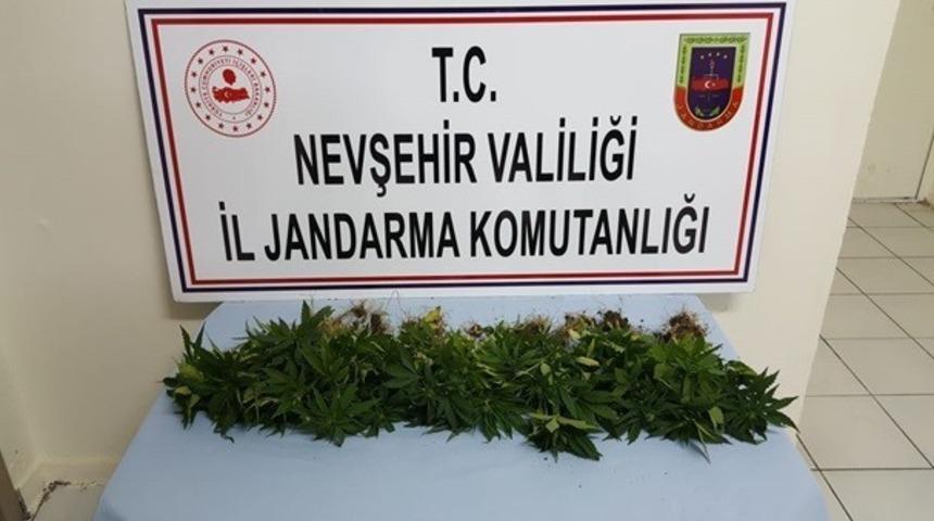 Avanos&rsquo;ta 39 k&ouml;k Hint keneviri ele ge&ccedil;irildi