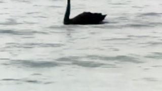 Antalya'da 'siyah kuğu' görüntülendi