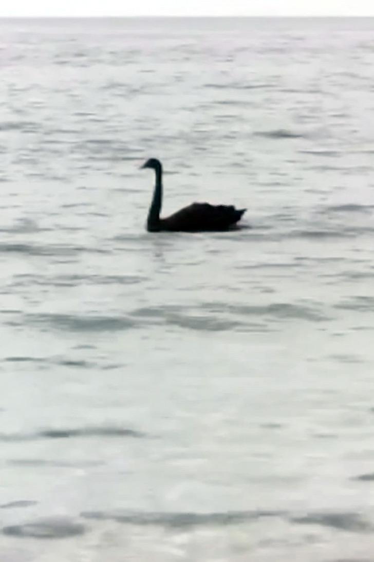 Antalya'da 'siyah kuğu' görüntülendi G1