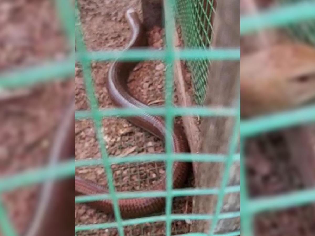 1,5 metre uzunluğunda! Yılan zannedildi ama bakın ne &ccedil;ıktı! 