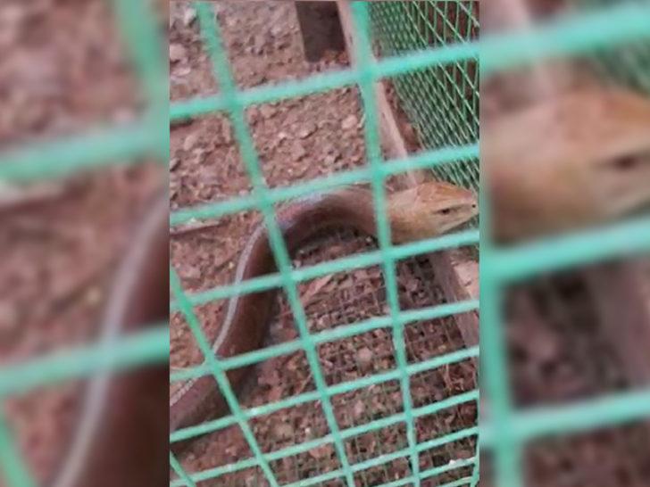 1,5 metre uzunluğunda! Yılan zannedildi ama bakın ne çıktı!  G1