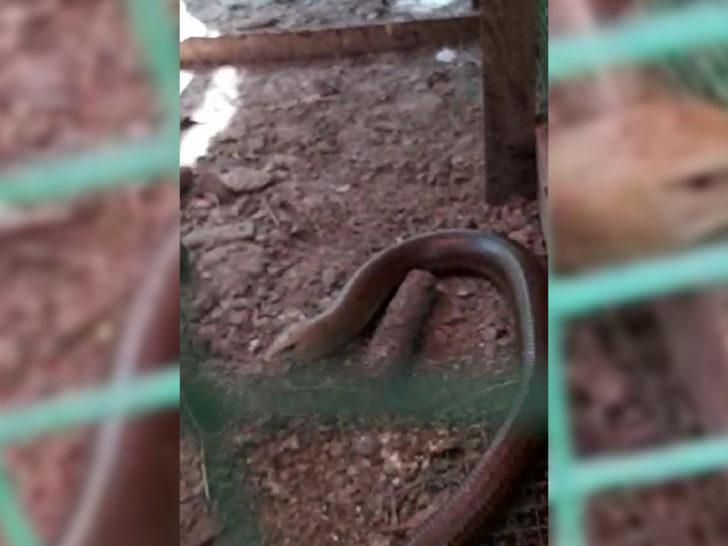 1,5 metre uzunluğunda! Yılan zannedildi ama bakın ne çıktı!  G2
