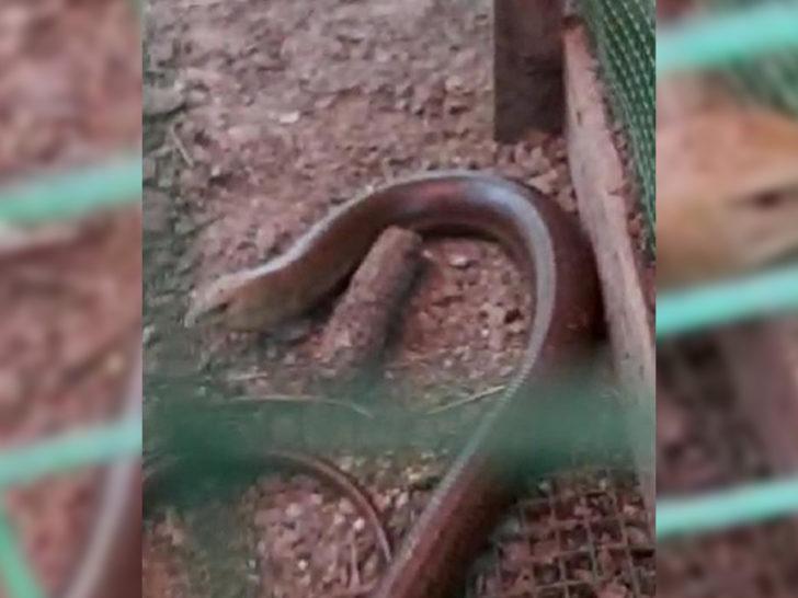 1,5 metre uzunluğunda! Yılan zannedildi ama bakın ne çıktı!  G4
