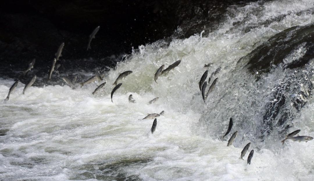 U&ccedil;an balıklardan g&ouml;rsel ş&ouml;len