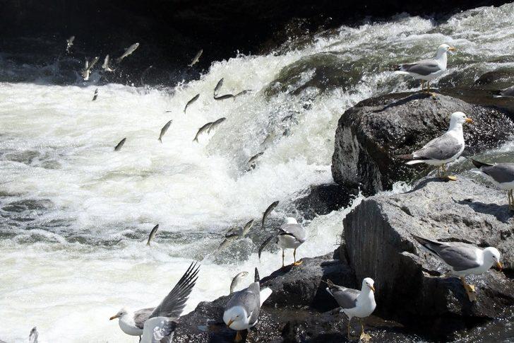 Uçan balıklardan görsel şölen G1