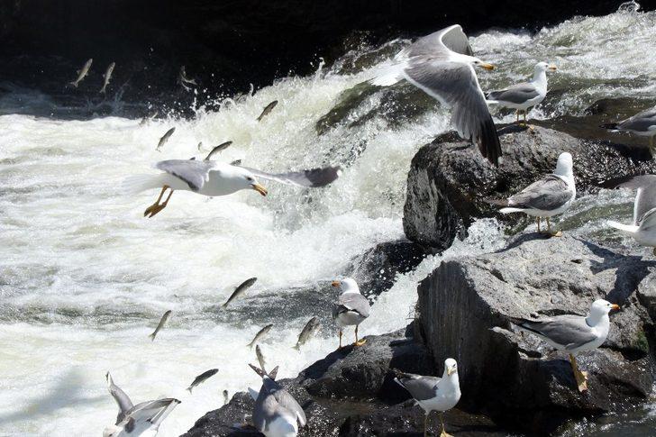 Uçan balıklardan görsel şölen G2