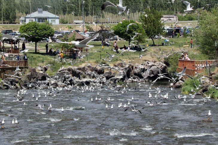 Uçan balıklardan görsel şölen G3