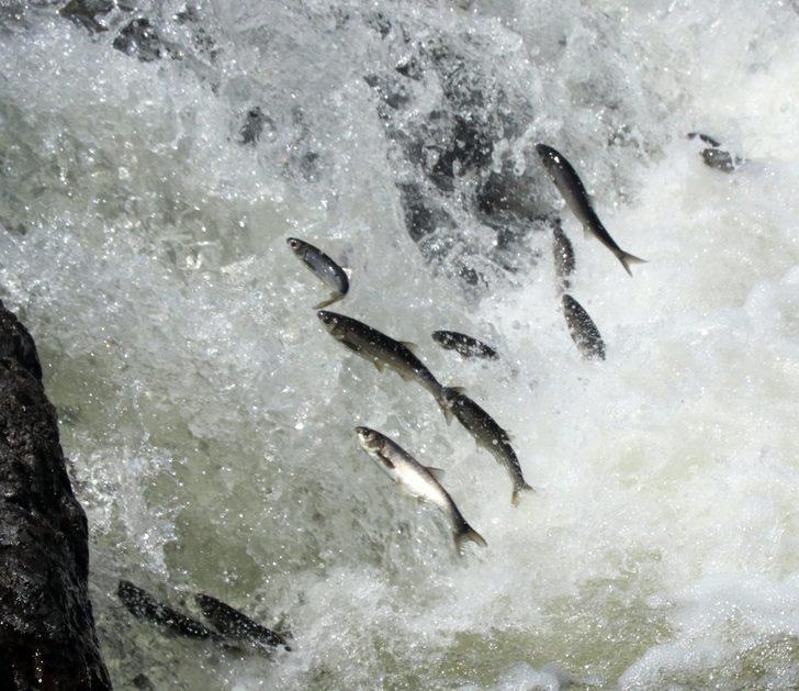 Uçan balıklardan görsel şölen G4