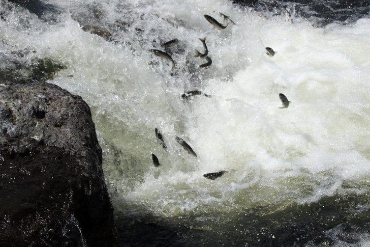 Uçan balıklardan görsel şölen G5