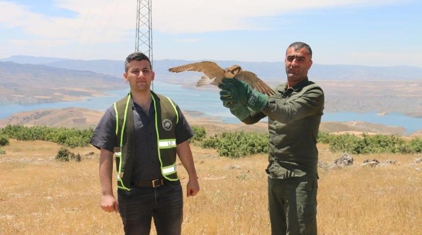 Siirt&rsquo;te tedavi edilen kerkenez kuşu doğaya salındı