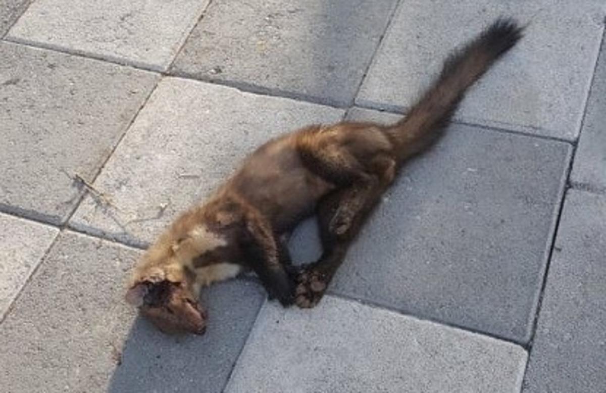 G&uuml;vercinleri par&ccedil;alayan sansara otomobil &ccedil;arptı