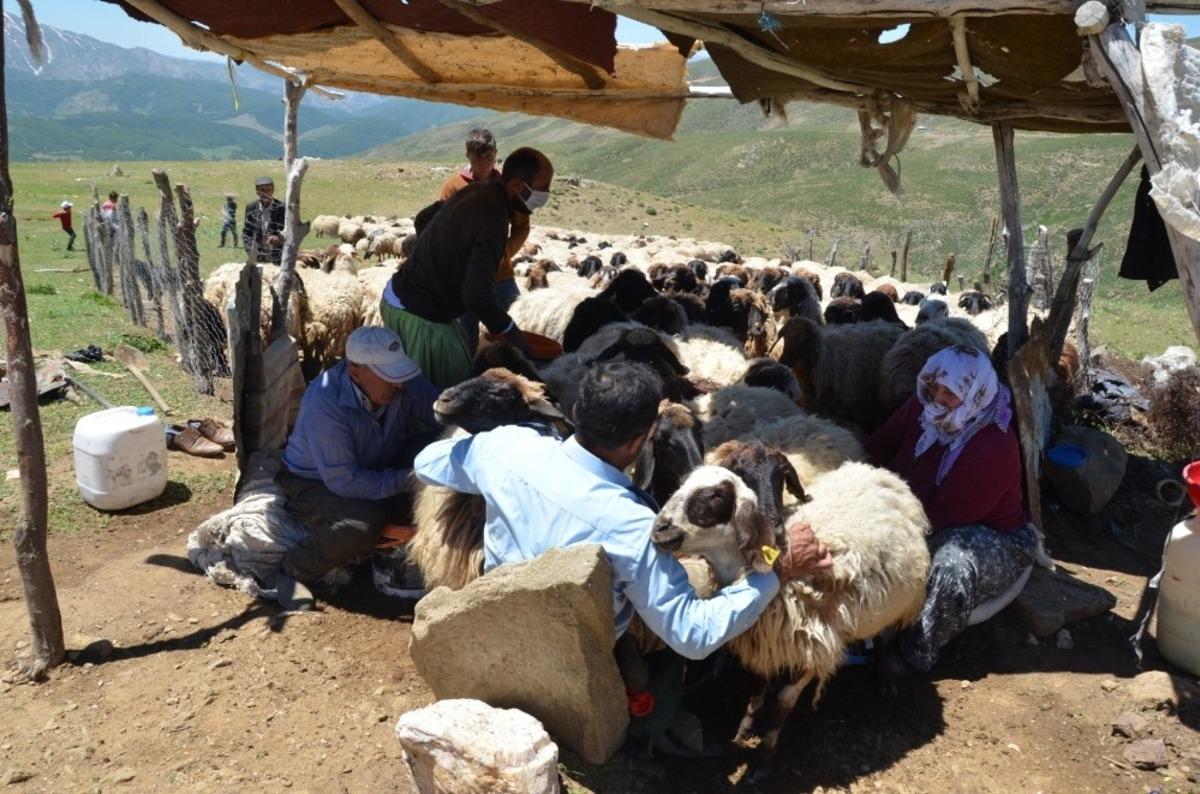Muş&rsquo;ta k&ouml;yl&uuml;ler yaylaya &ccedil;ıkmaya başladı