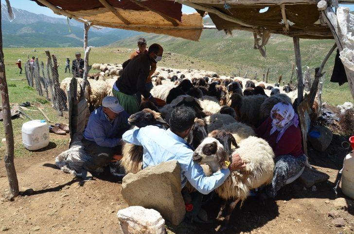 Muş’ta köylüler yaylaya çıkmaya başladı G1