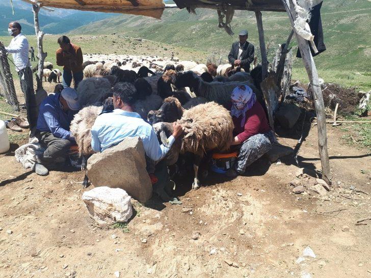 Muş’ta köylüler yaylaya çıkmaya başladı G5