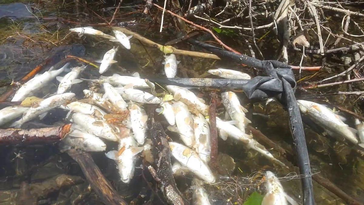 Endişelendiren g&ouml;r&uuml;nt&uuml;! Y&uuml;zlerce balık &ouml;ld&uuml;