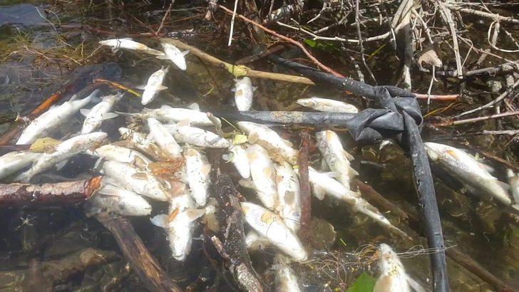 Endişelendiren görüntü! Yüzlerce balık öldü G1