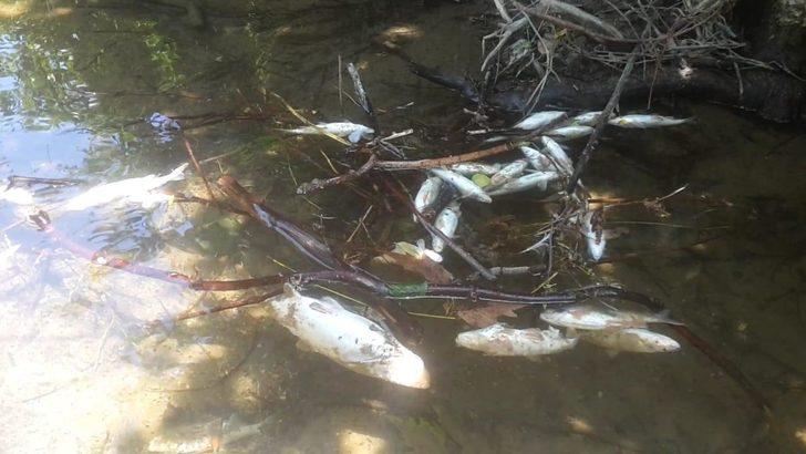 Endişelendiren görüntü! Yüzlerce balık öldü G2