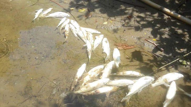 Endişelendiren görüntü! Yüzlerce balık öldü G3