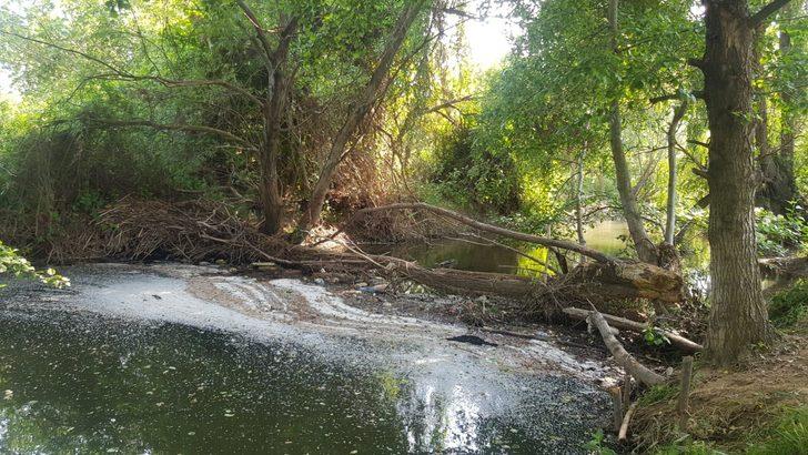 Endişelendiren görüntü! Yüzlerce balık öldü G5
