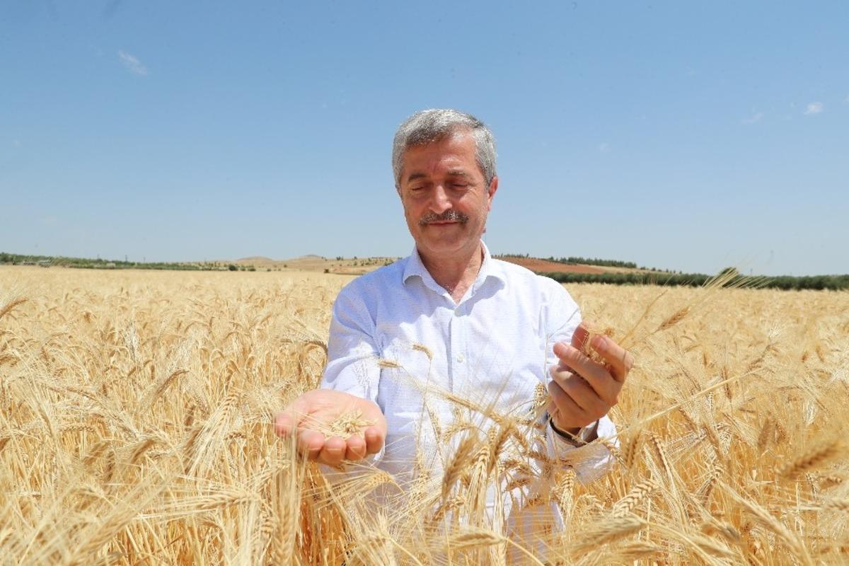 Başkan Tahmazoğlu &ccedil;ift&ccedil;ilerin hasat sevincine ortak oldu