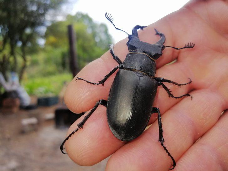 'Böceklerin kralı' Çanakkale’de görüldü G1
